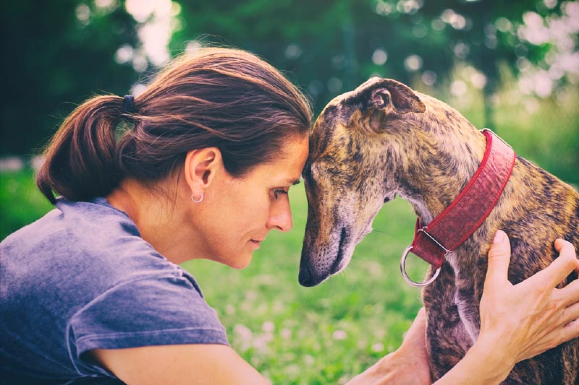 El estudio de Affinity vuelve a desmontar las mentiras animalistas sobre el abandono de perros de caza