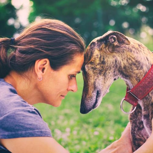 El estudio de Affinity vuelve a desmontar las mentiras animalistas sobre el abandono de perros de caza