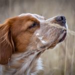 Perro de caza