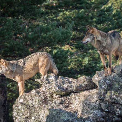 Amenazas y mentiras a las CCAA para que voten a favor de declarar vulnerables la tórtola y el lobo