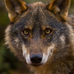 lobo iberico