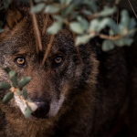 Lobo iberico