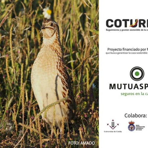 El proyecto Coturnix recoge más de 10.000 muestras gracias a cazadores de toda España