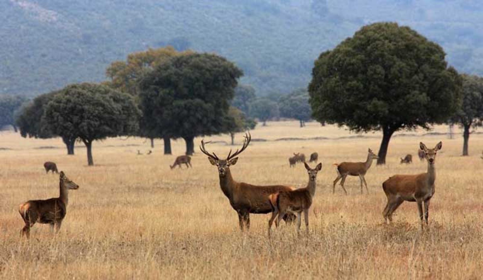 ¿Cómo controlamos la sobreabundancia de ciertas especies de fauna en los parques nacionales?  