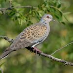 Artemisan Tortola