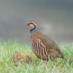 perdiz roja. Foto Federación Madrileña