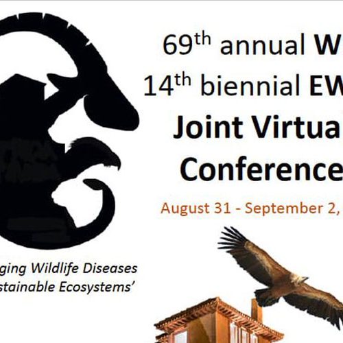 El próximo Congreso Internacional de Salud y Conservación de Fauna Silvestre será virtual