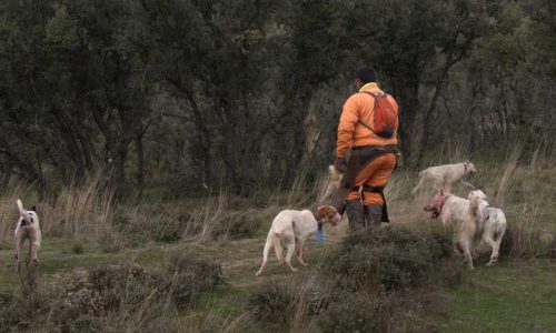 La AER advierte a los ayuntamientos andaluces que los datos de las rehalas no son públicos