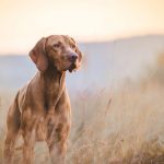 shutterstock_pero-de-caza--vizsla