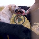 video-mayo---perros-de-caza
