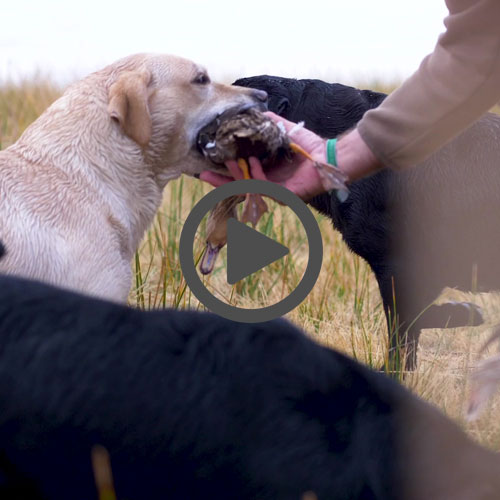 video-mayo---perros-de-caza
