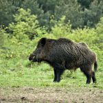 jabali en campo