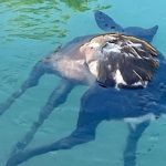 corzo ahogado en canal Tajo-Segura