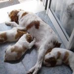 perros-de-caza-en-una-casa-UNAC