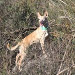 podenco-andaluz-FAC