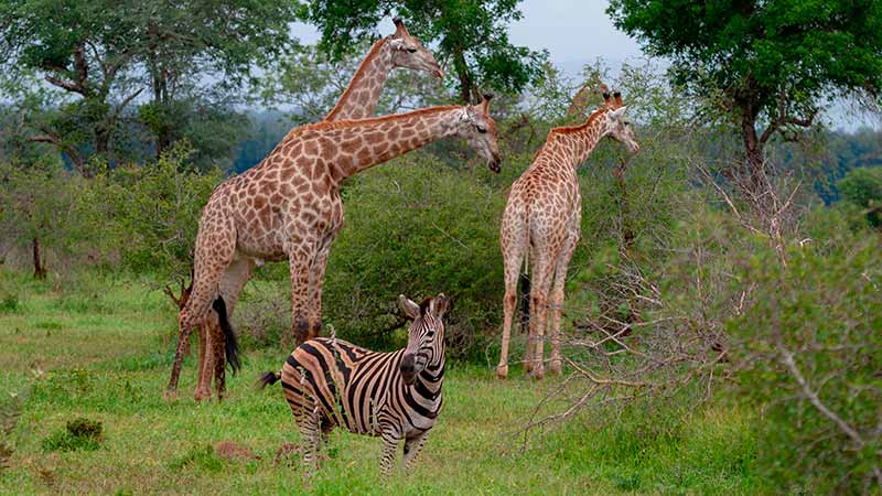 Gorro De Safari Explorador Para Niños Con Lazo En La Natura