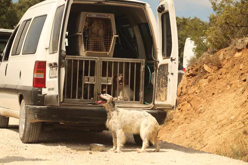 perros en transportines