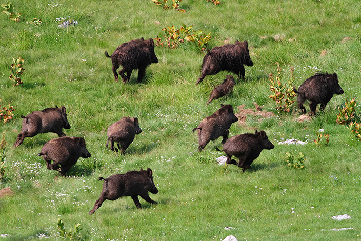 Jabalíes a la carrera 2