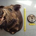 La cabeza de jabali supuestamente cazado mediante lazo