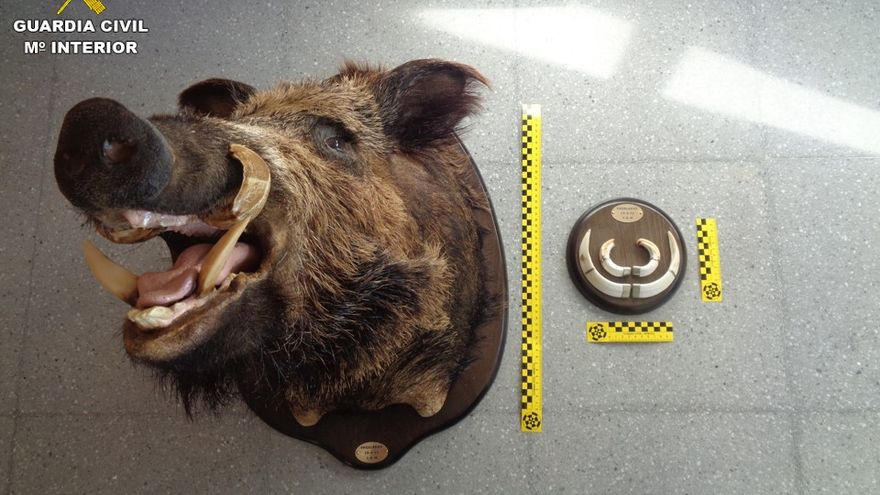 La cabeza de jabali supuestamente cazado mediante lazo