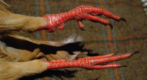 Patas de perdiz roja