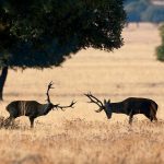 Venados peleando