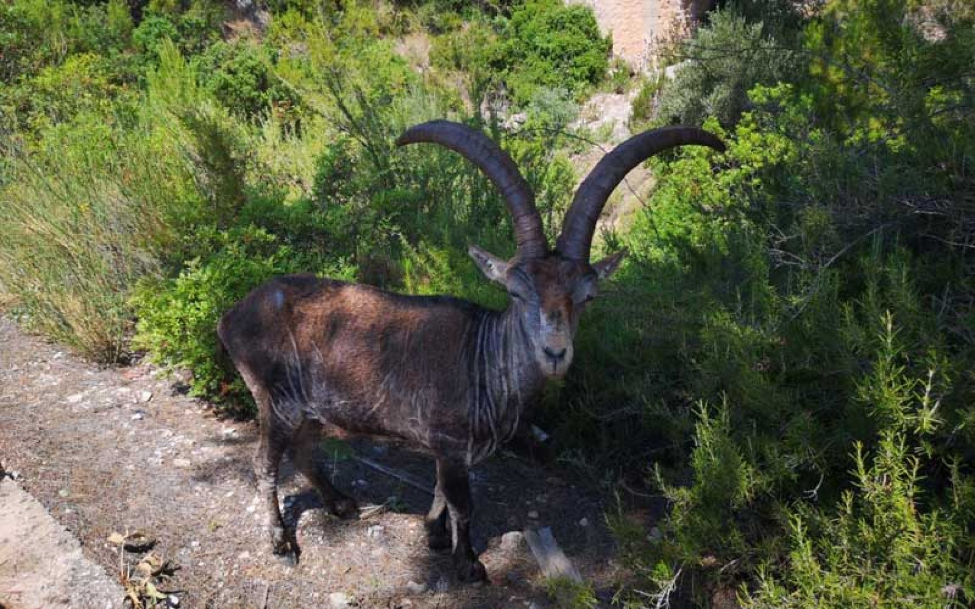 La sarna sarcóptica pone en peligro a las especies de caza de la Comunidad Valenciana