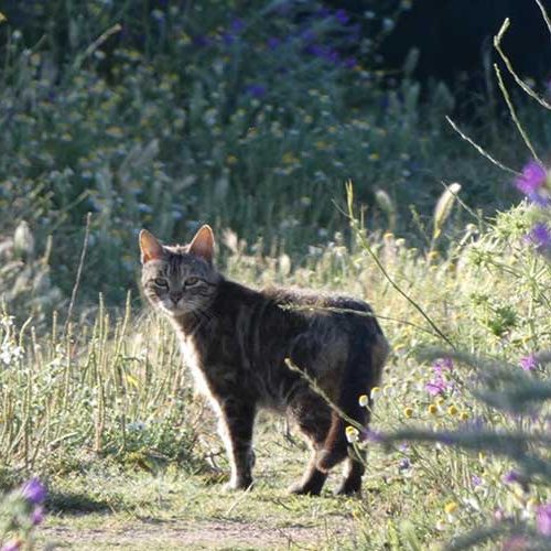 Artemisan estudia los efectos de los gatos domésticos en la fauna silvestre en Castilla-La Mancha