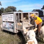perros de rehala
