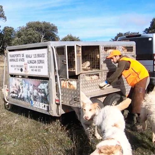 ARRECAL reclama al Ministerio de Agricultura un trato diferenciado para el transporte de perros de rehala