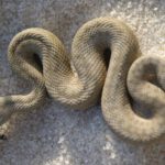 serpiente