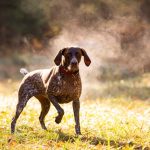 Perro de muestra