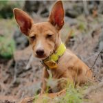 shutterstock_2016395900 podenco 800x500