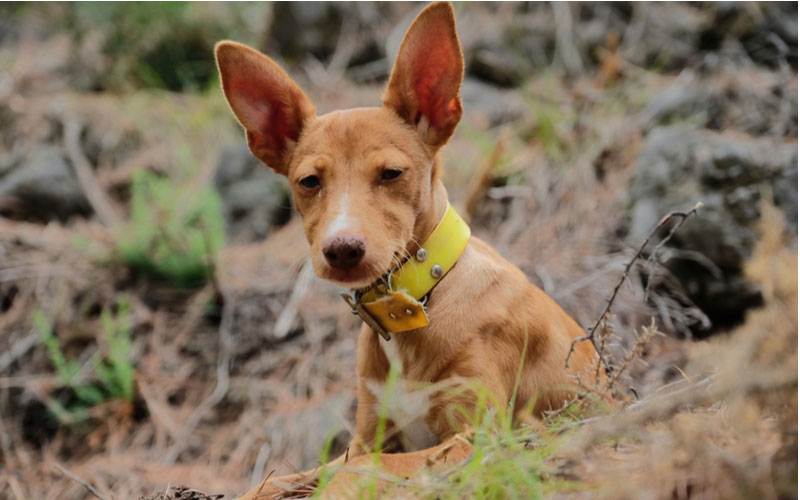 shutterstock_2016395900 podenco 800x500
