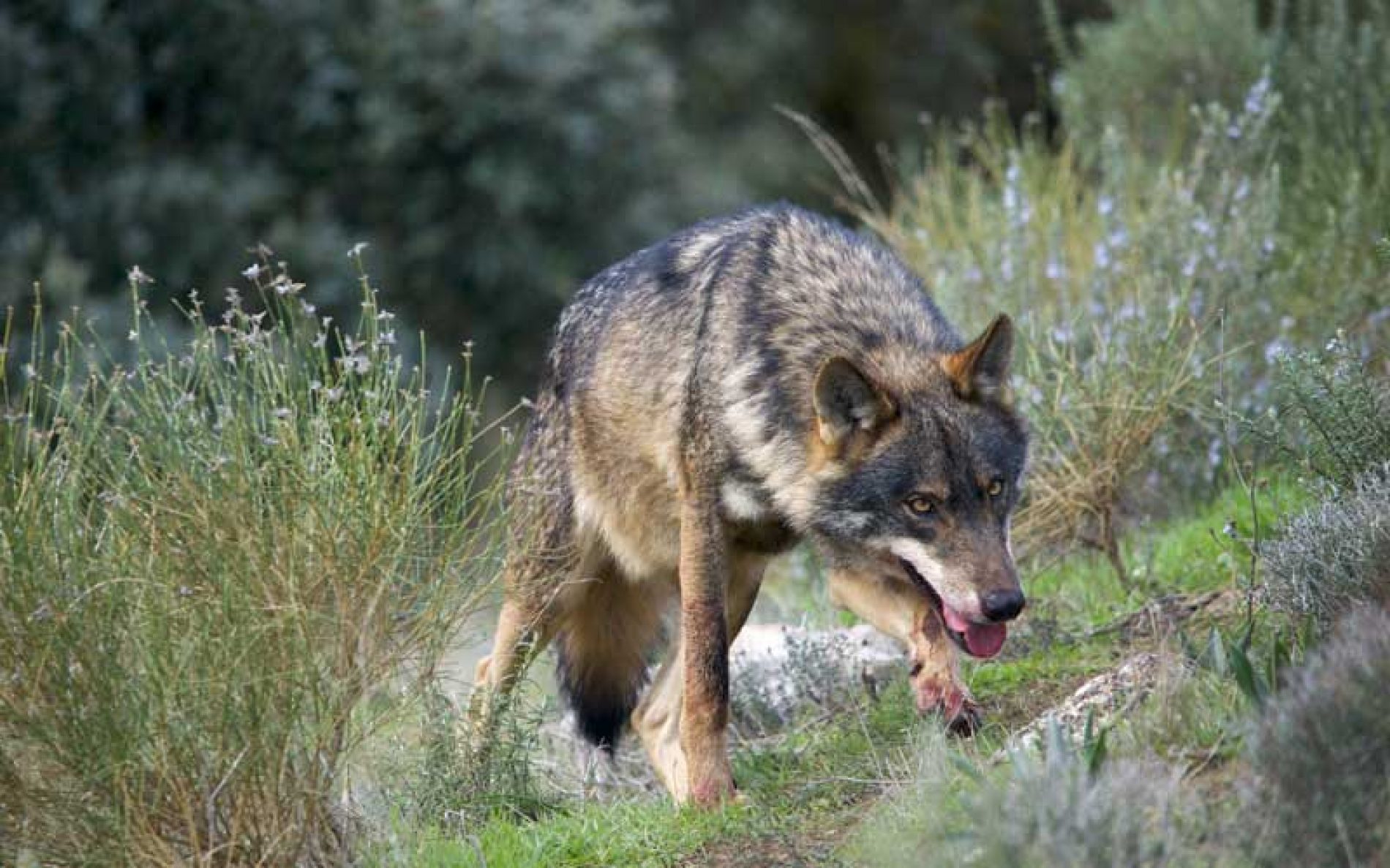 El lobo ibérico, incluido a partir de mañana en el LESPRE: ya no podrá cazarse
