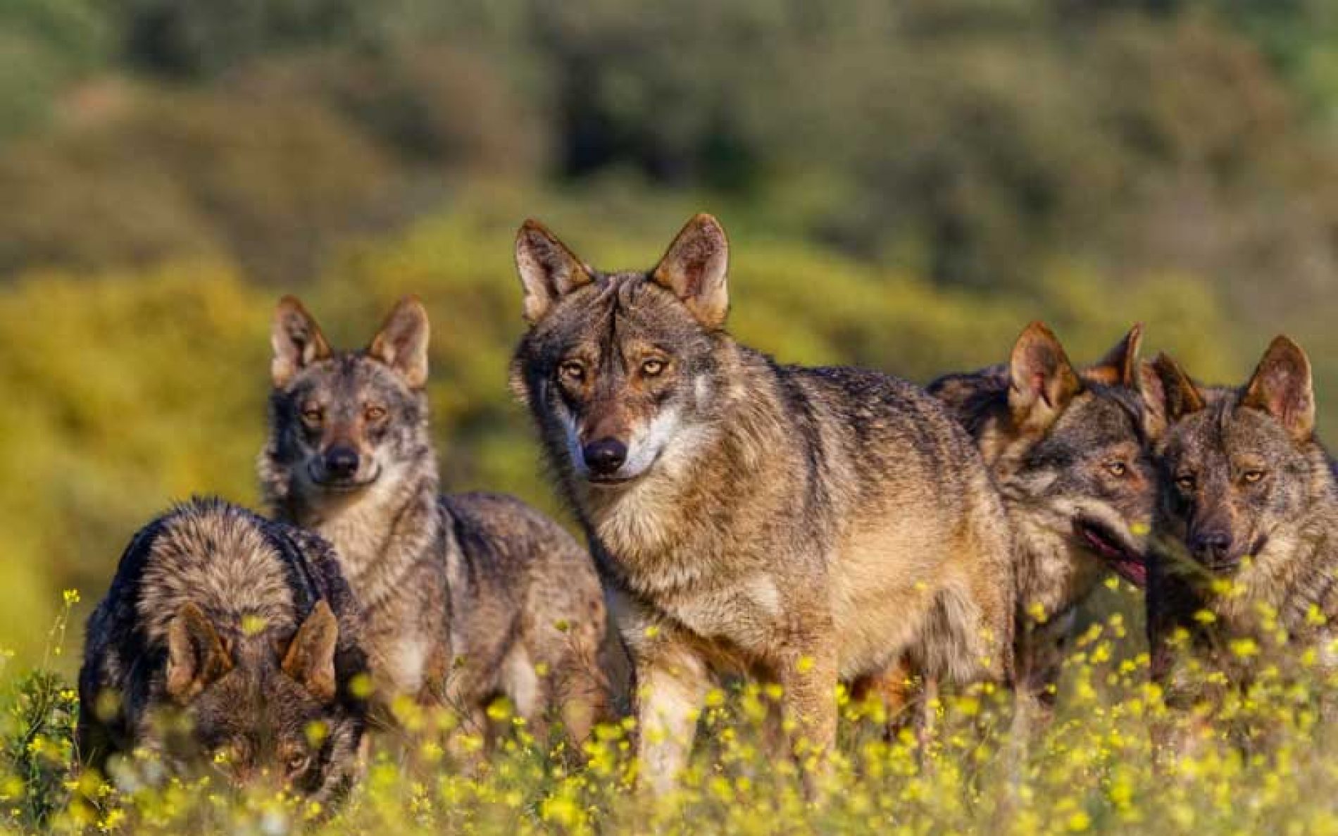 La Plataforma Ganader@ Viv@ rechaza la protección del lobo y advierte de sus consecuencias para el mundo rural