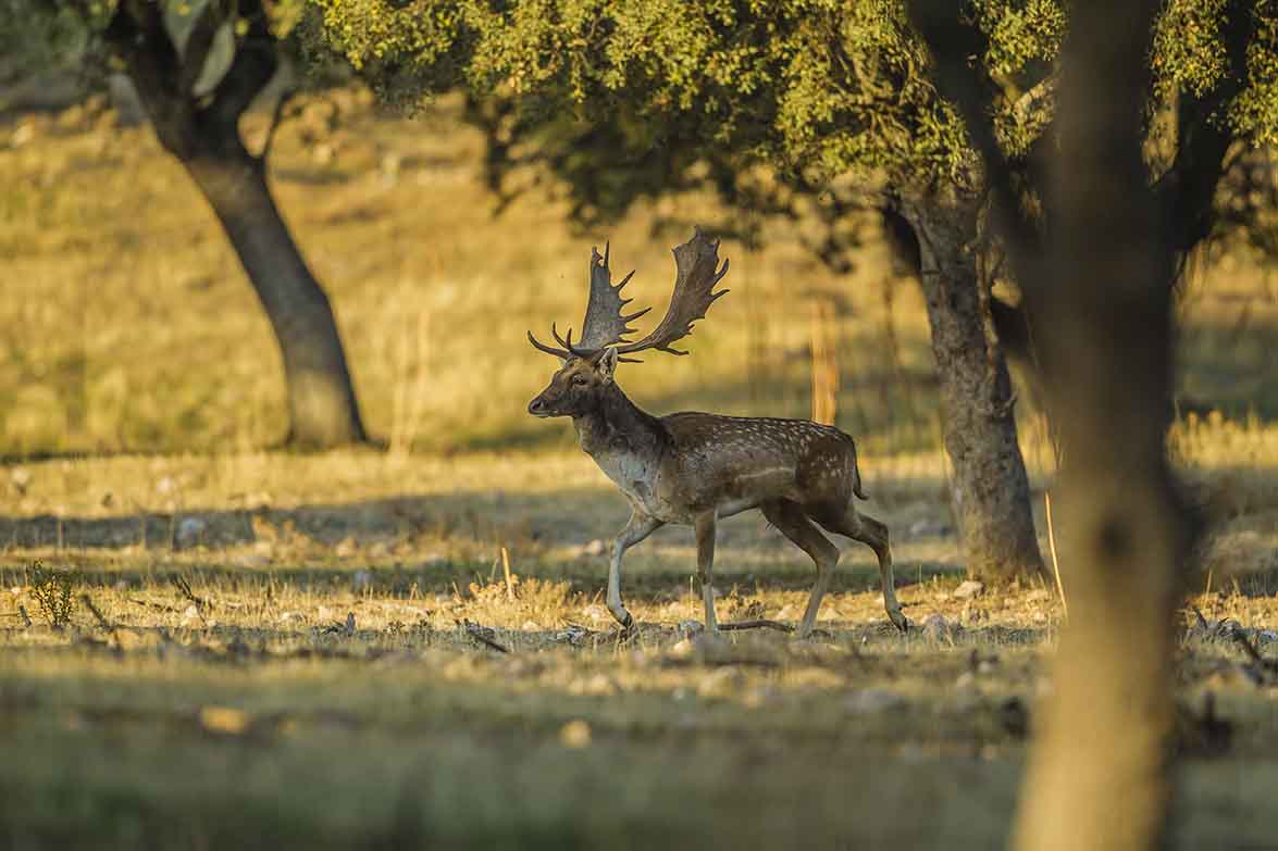 Gamo Viñuelas