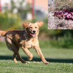 Perra devorada por lobos Valladolid
