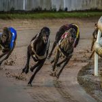 Carreras de Galgos