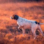 Perros-de-caza-de-muestra