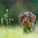 teckel - perro de caza - shutterstock