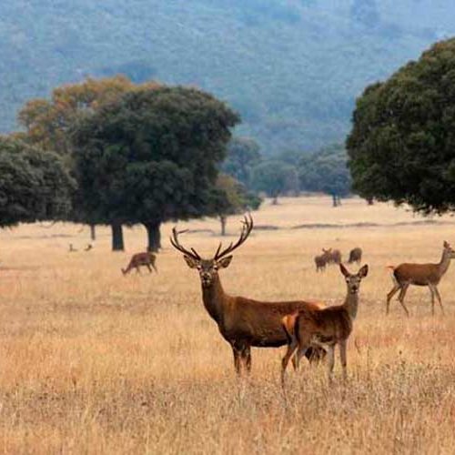 Parques Nacionales reconoce que en Cabañeros la caza «es imprescindible» para el control de poblaciones silvestres