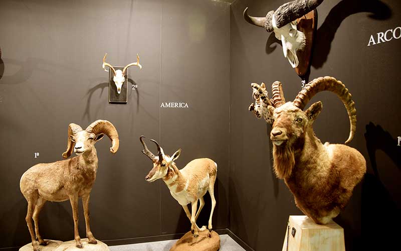 Premios feria Cinegética