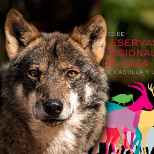Los ingresos para propietarios y ayuntamientos se derrumban en la Sierra de la Culebra por la prohibición de cazar lobos