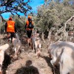 perros de caza rehala