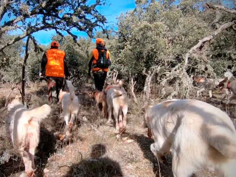 perros de caza rehala
