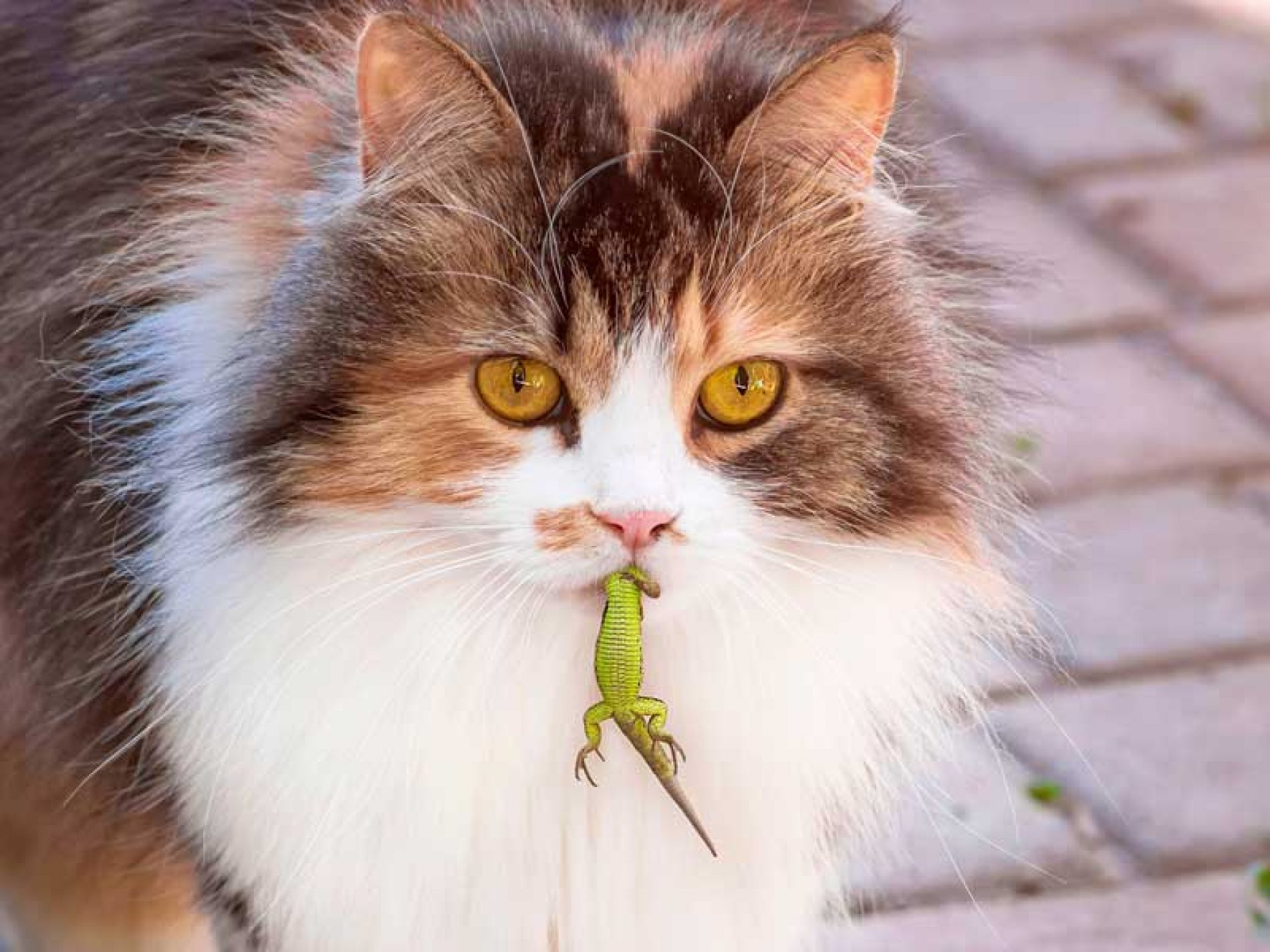 Un biólogo da una drástica solución para los gatos domésticos asilvestrados