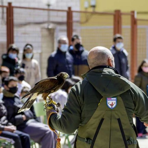 La Federación de Caza de Castilla-La Mancha lleva la cetrería a las aulas con el programa «Volando por la naturaleza»