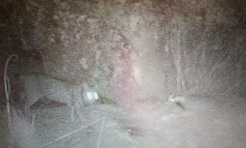 Ataque de un lince a un tejón