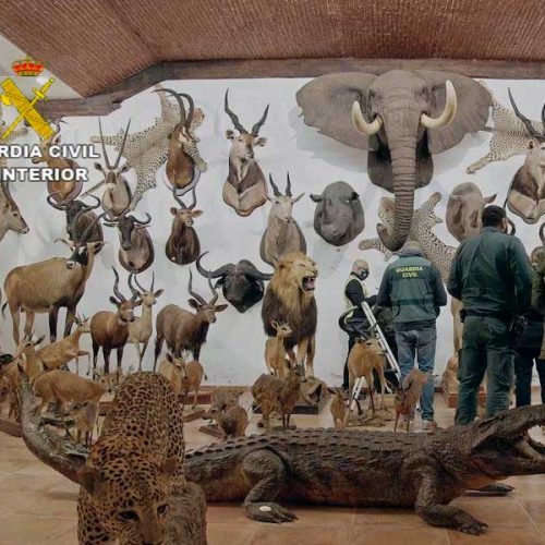 Intervenida judicialmente una colección particular compuesta por más de 1.000 animales disecados y casi 200 colmillos de elefante
